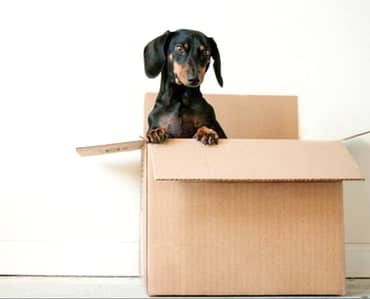Dog looking out of a box